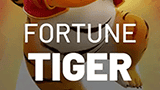 fortune tiger